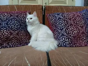 1+ year Female Purebred Persian