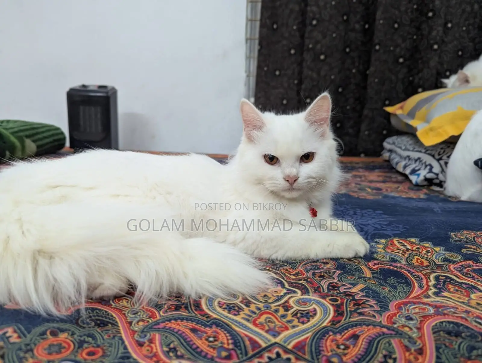 1+ year Female Purebred Persian