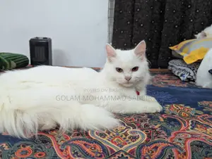 1+ year Female Purebred Persian