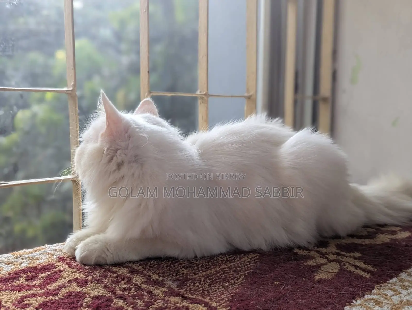 1+ year Female Purebred Persian
