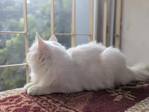 1+ year Female Purebred Persian