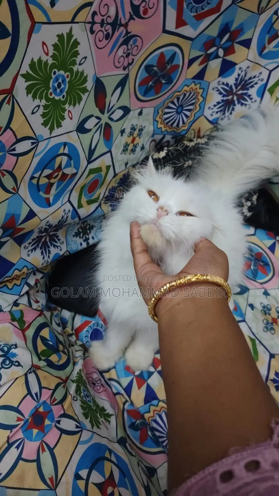 1+ year Female Purebred Persian