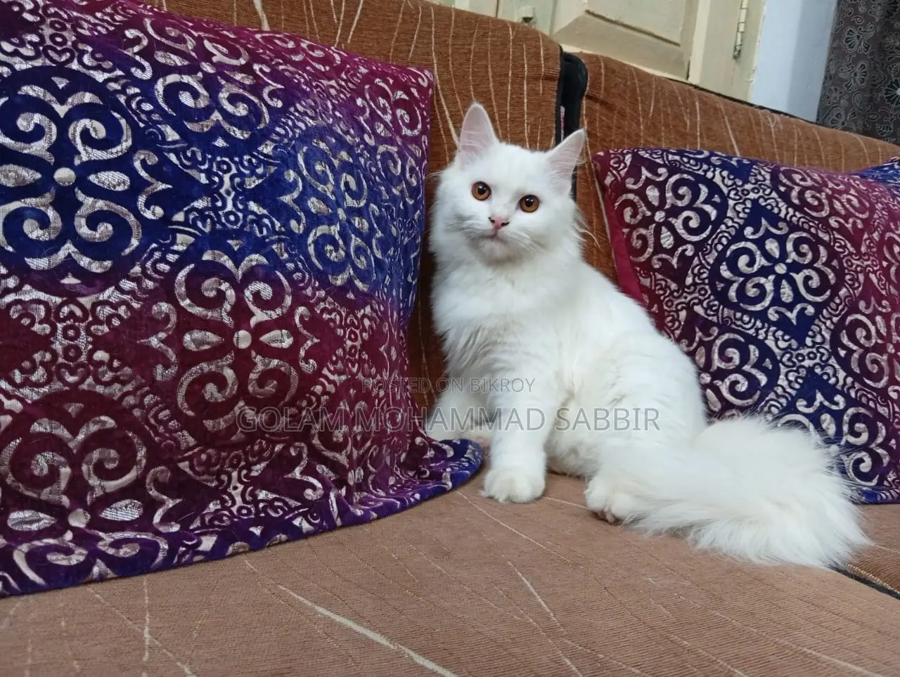 1+ year Female Purebred Persian