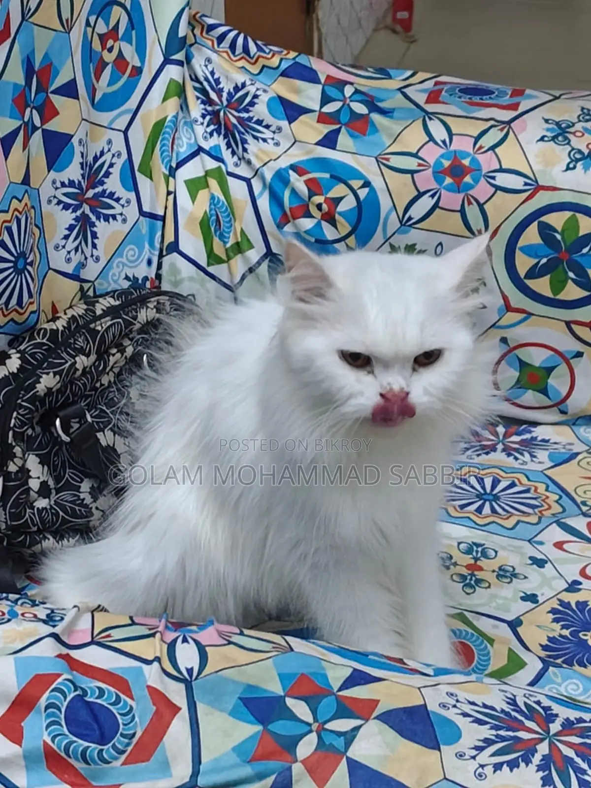 1+ year Female Purebred Persian