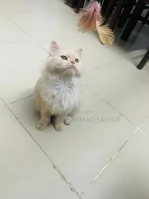 6-12 Months Female Purebred Persian