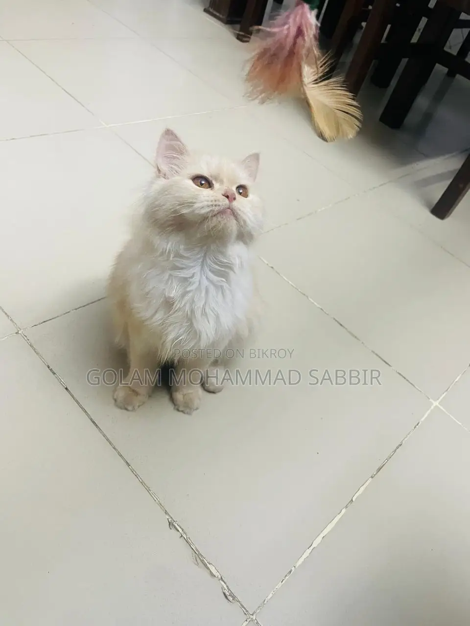 6-12 Months Female Purebred Persian