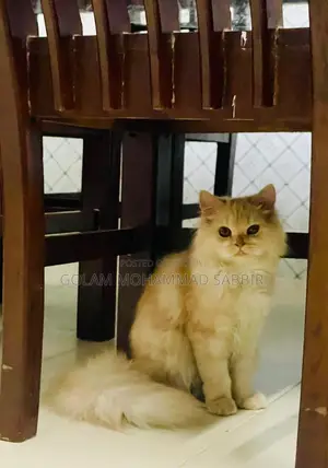 6-12 Months Female Purebred Persian