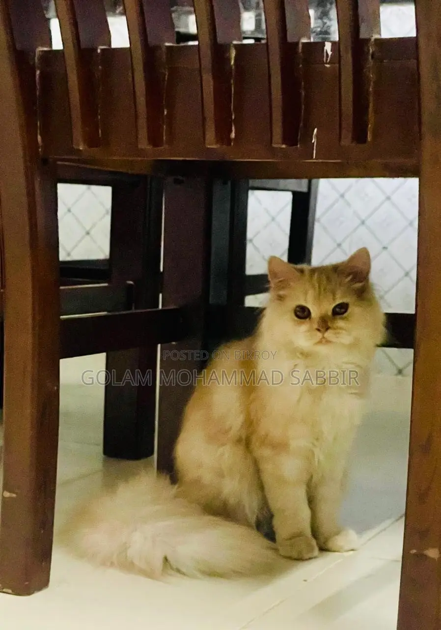 6-12 Months Female Purebred Persian