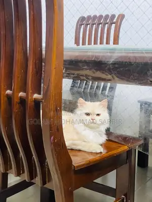 6-12 Months Female Purebred Persian