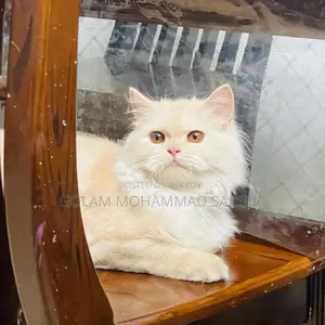 6-12 Months Female Purebred Persian