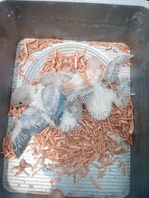 Love Birds Baby