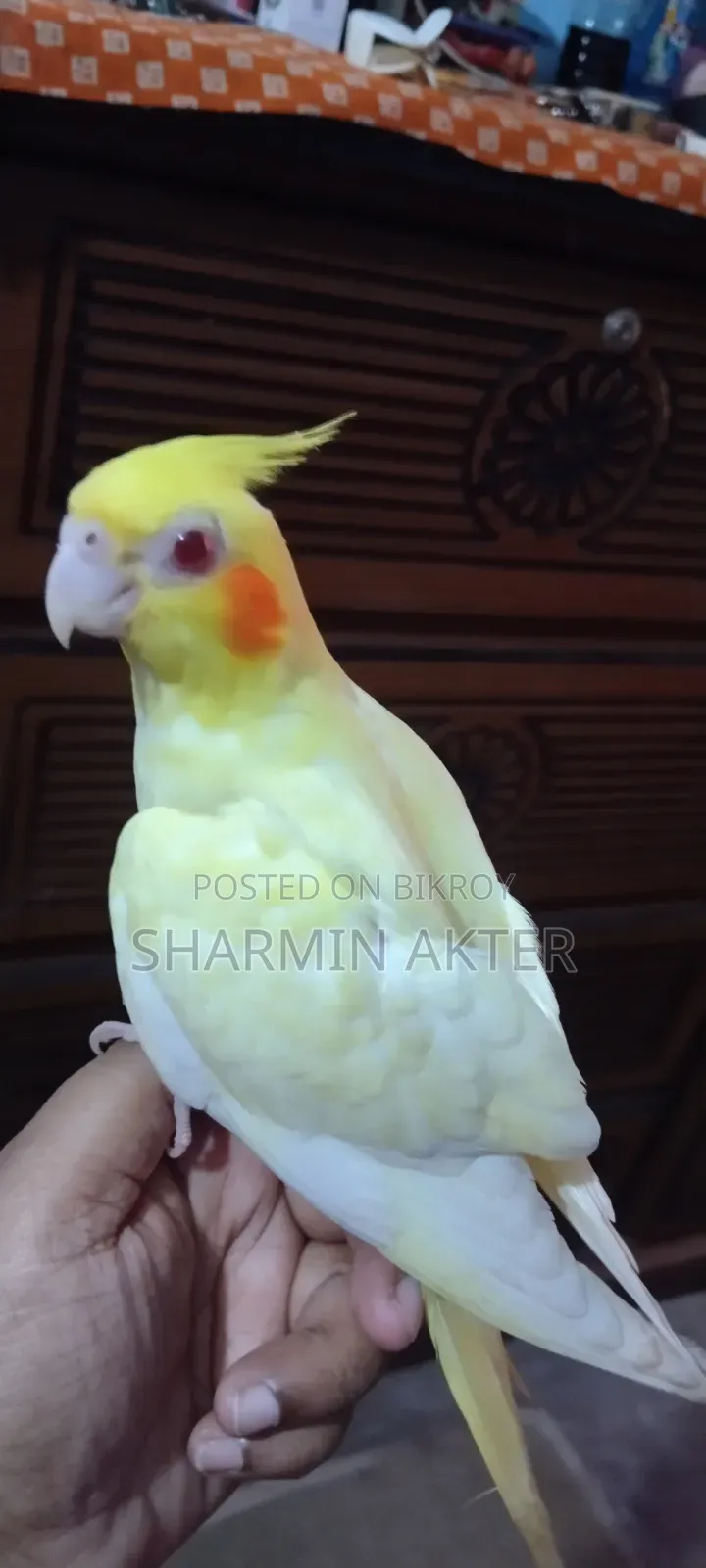 Cockatiel Bird