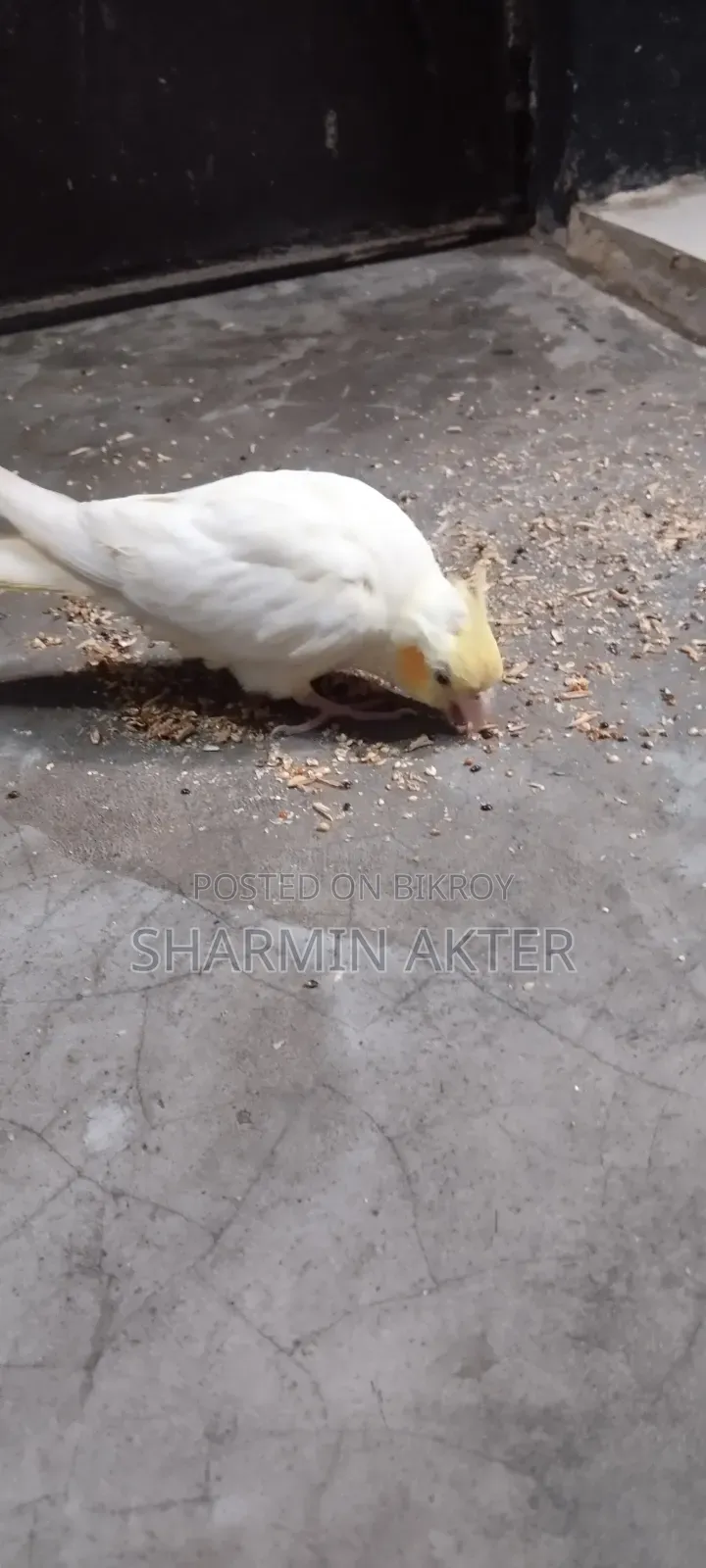 Cockatiel Bird