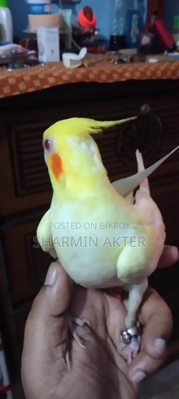 Cockatiel Bird