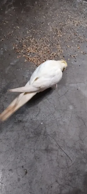 Cockatiel Bird