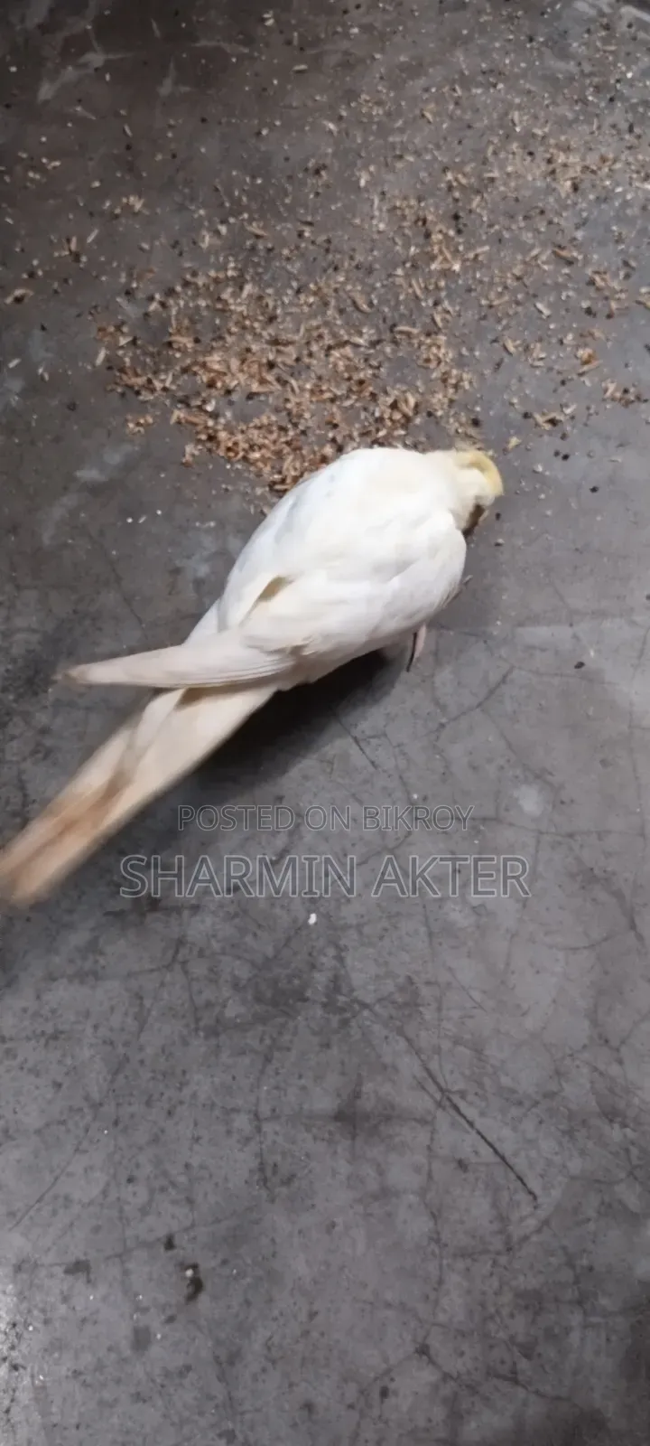Cockatiel Bird