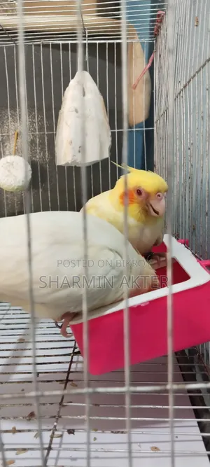 Cockatiel Bird