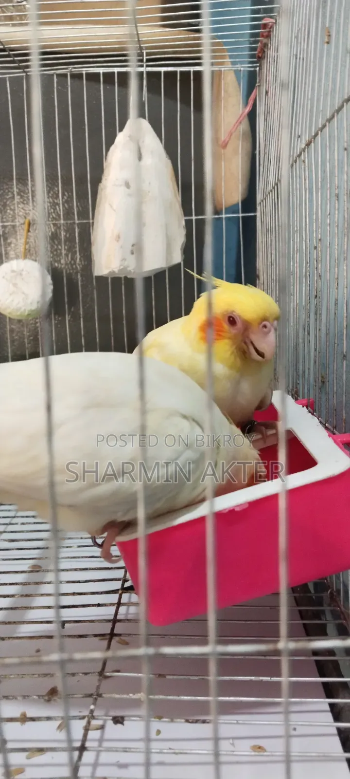 Cockatiel Bird
