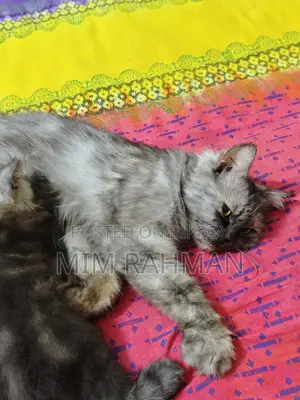 1+ year Female Purebred Persian