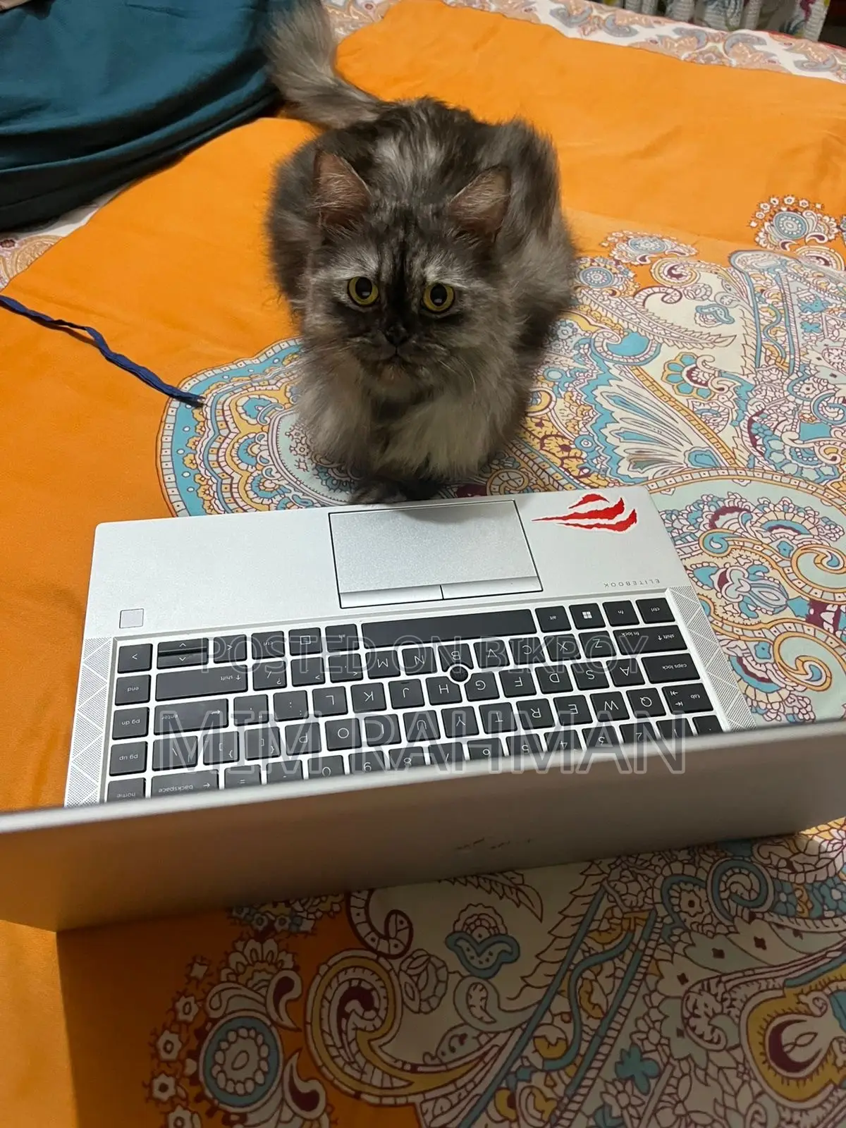 1+ year Female Purebred Persian