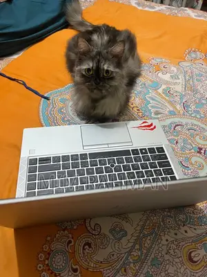 1+ year Female Purebred Persian