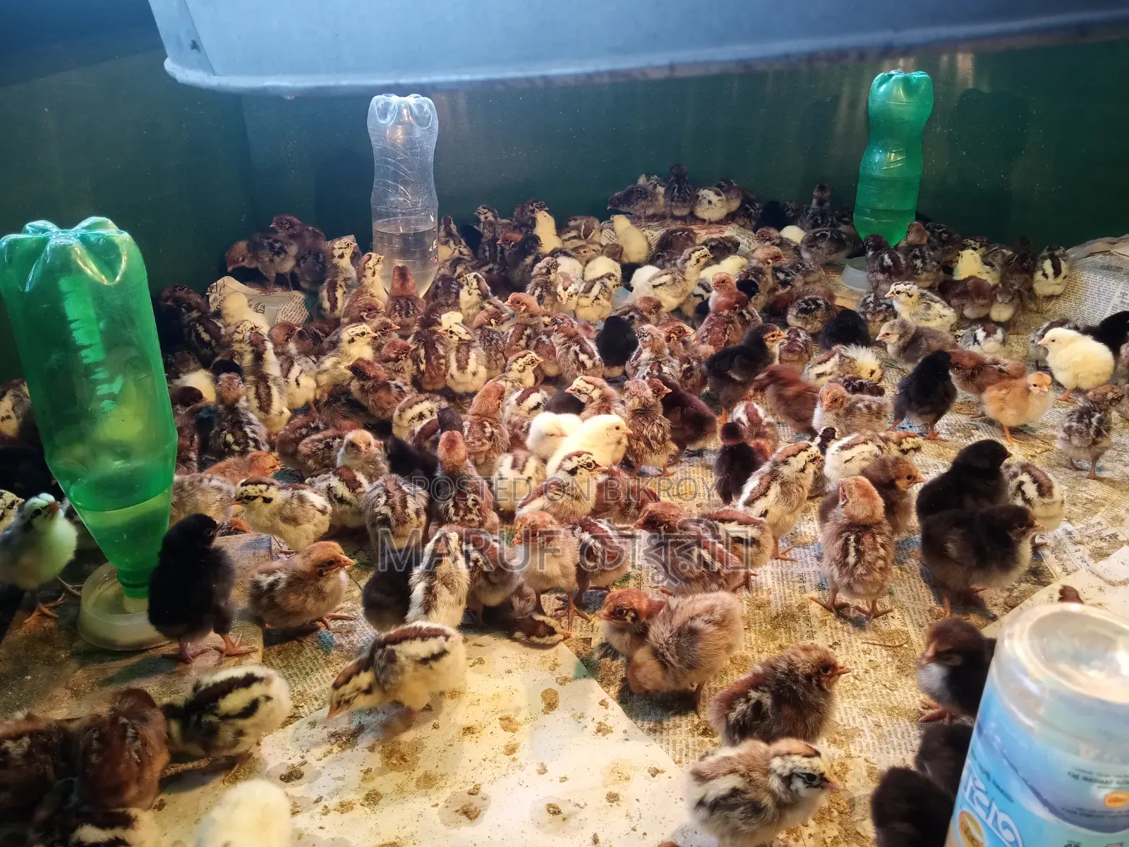 Fayomi chicken chicks will be sold