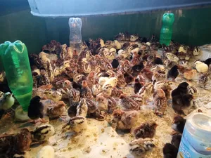 Fayomi chicken chicks will be sold