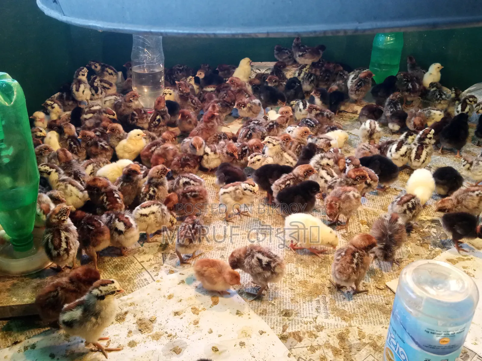 Fayomi chicken chicks will be sold