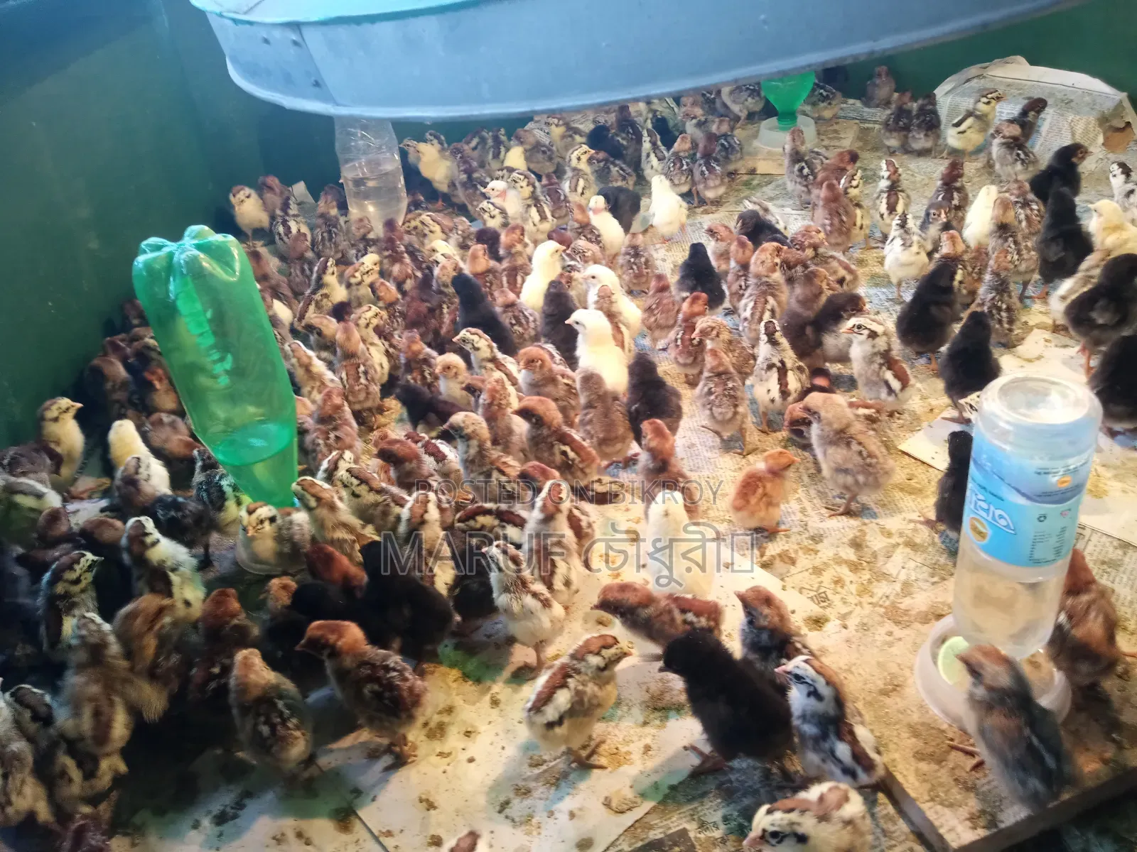 Fayomi chicken chicks will be sold