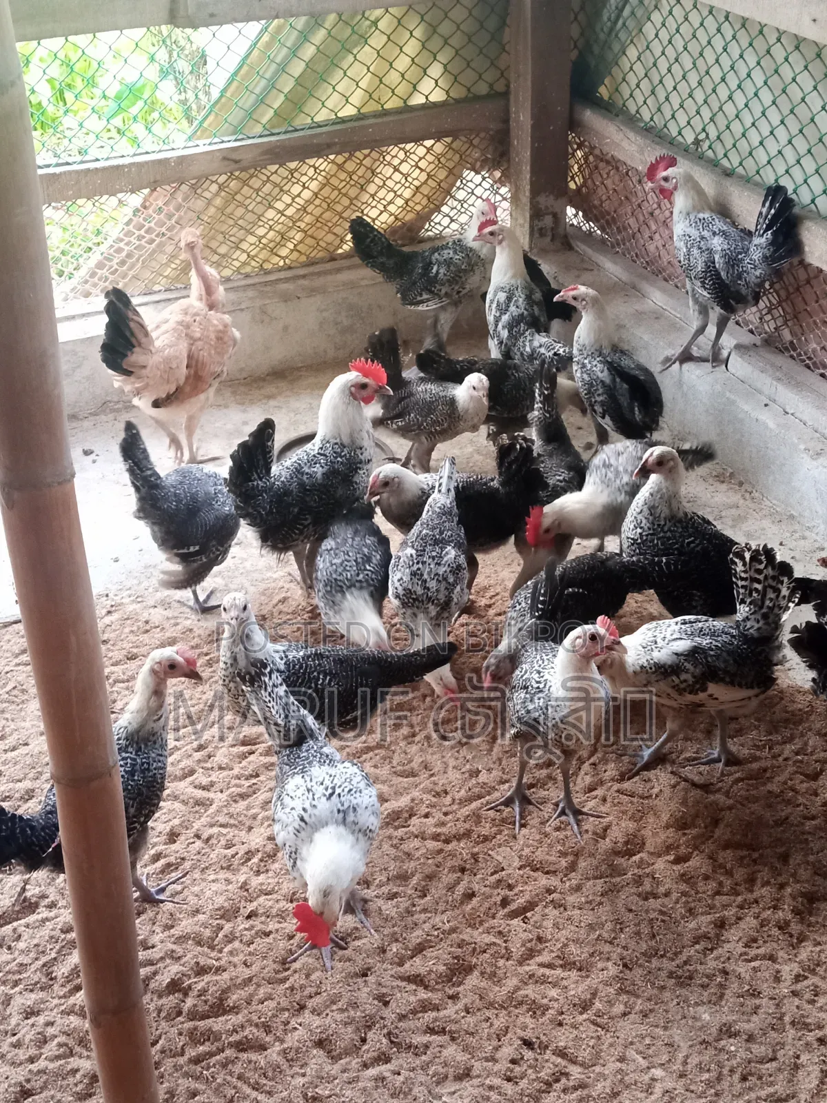 3 Months Old Fayomi Chicken