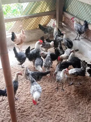 3 Months Old Fayomi Chicken