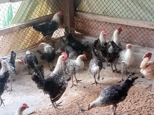 3 Months Old Fayomi Chicken