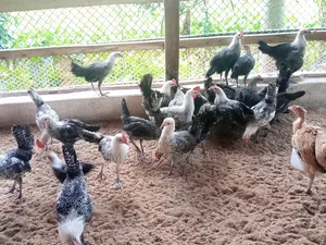 3 Months Old Fayomi Chicken