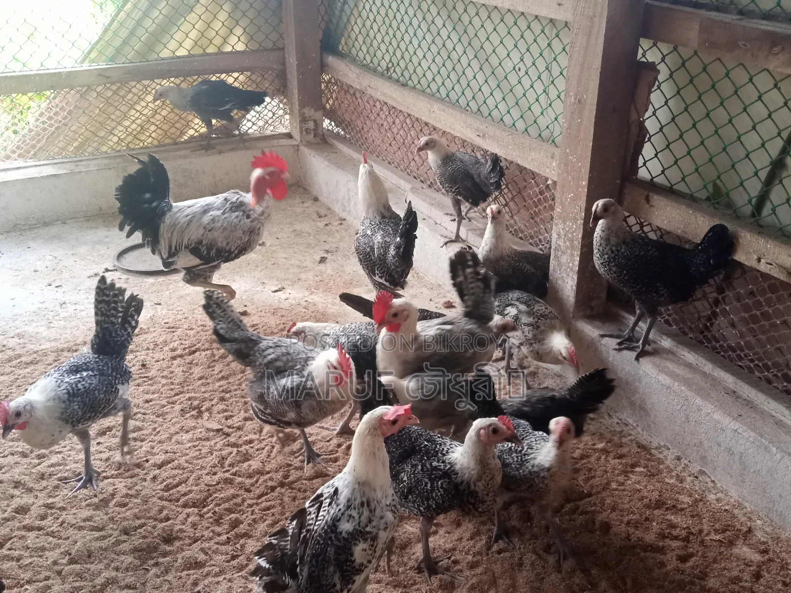 3 Months Old Fayomi Chicken