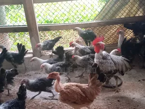 3 Months Old Fayomi Chicken
