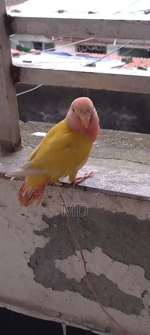 লাভ বার্ড,