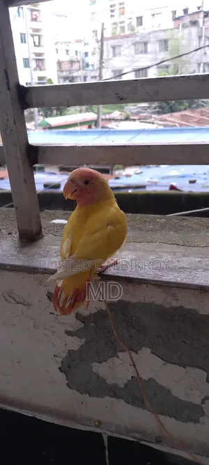 লাভ বার্ড,