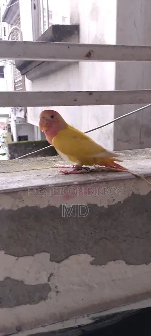 লাভ বার্ড,