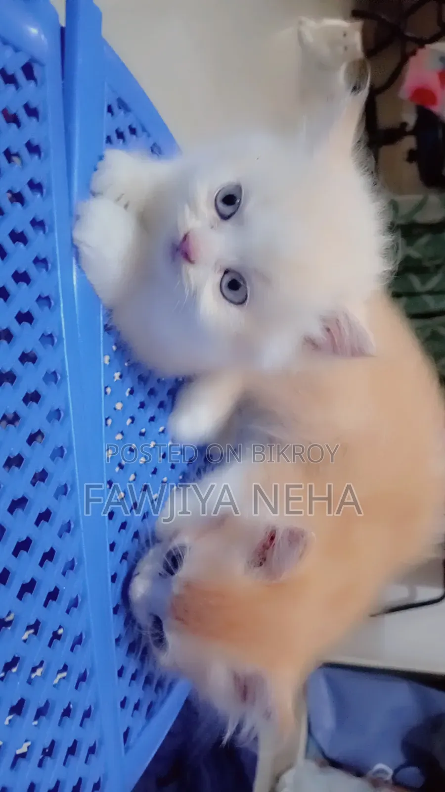 3-6 months Male Purebred Persian