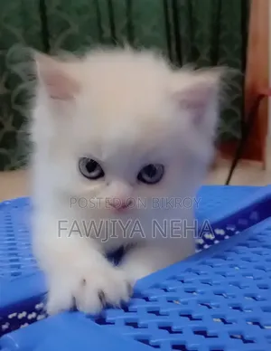 3-6 months Male Purebred Persian