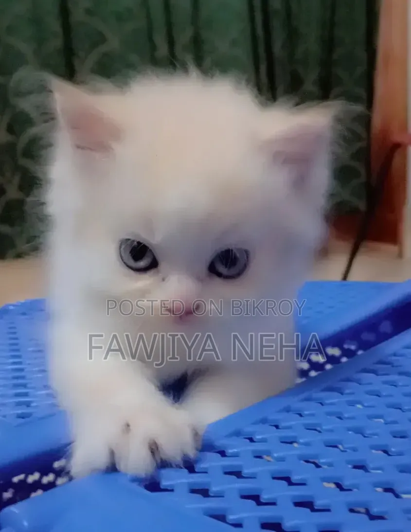 3-6 months Male Purebred Persian