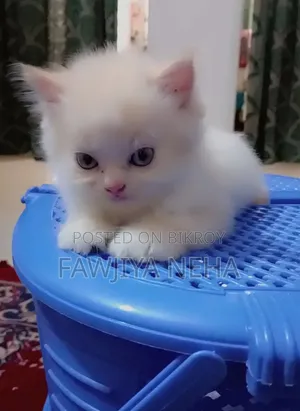 3-6 months Male Purebred Persian