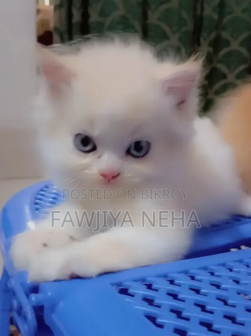 3-6 months Male Purebred Persian