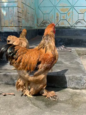 Buff Brahma Male New Adult