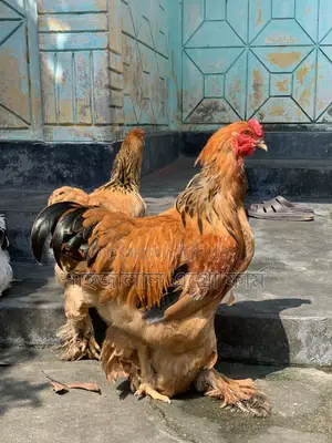 Buff Brahma Male New Adult