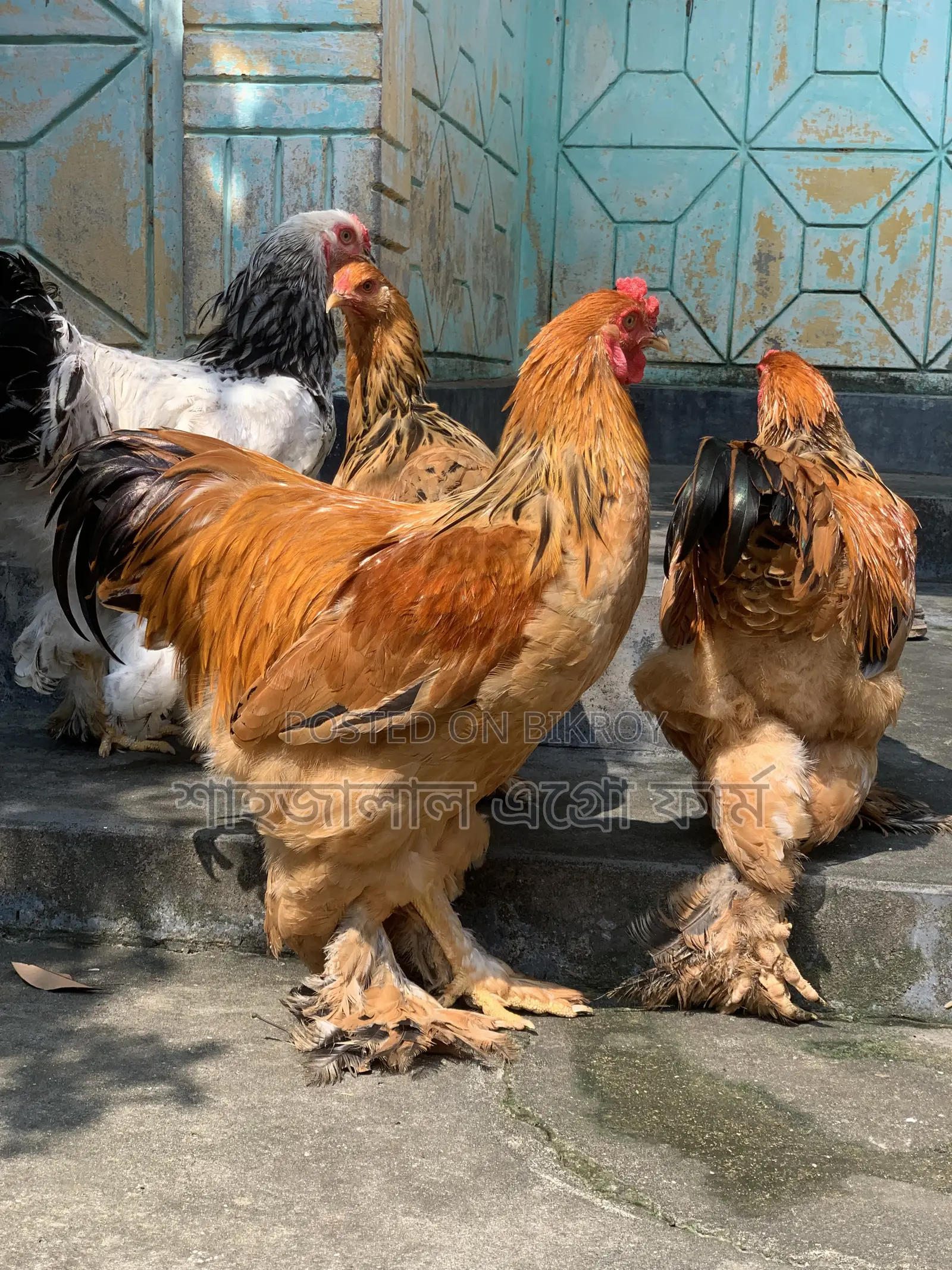 Buff Brahma Male New Adult