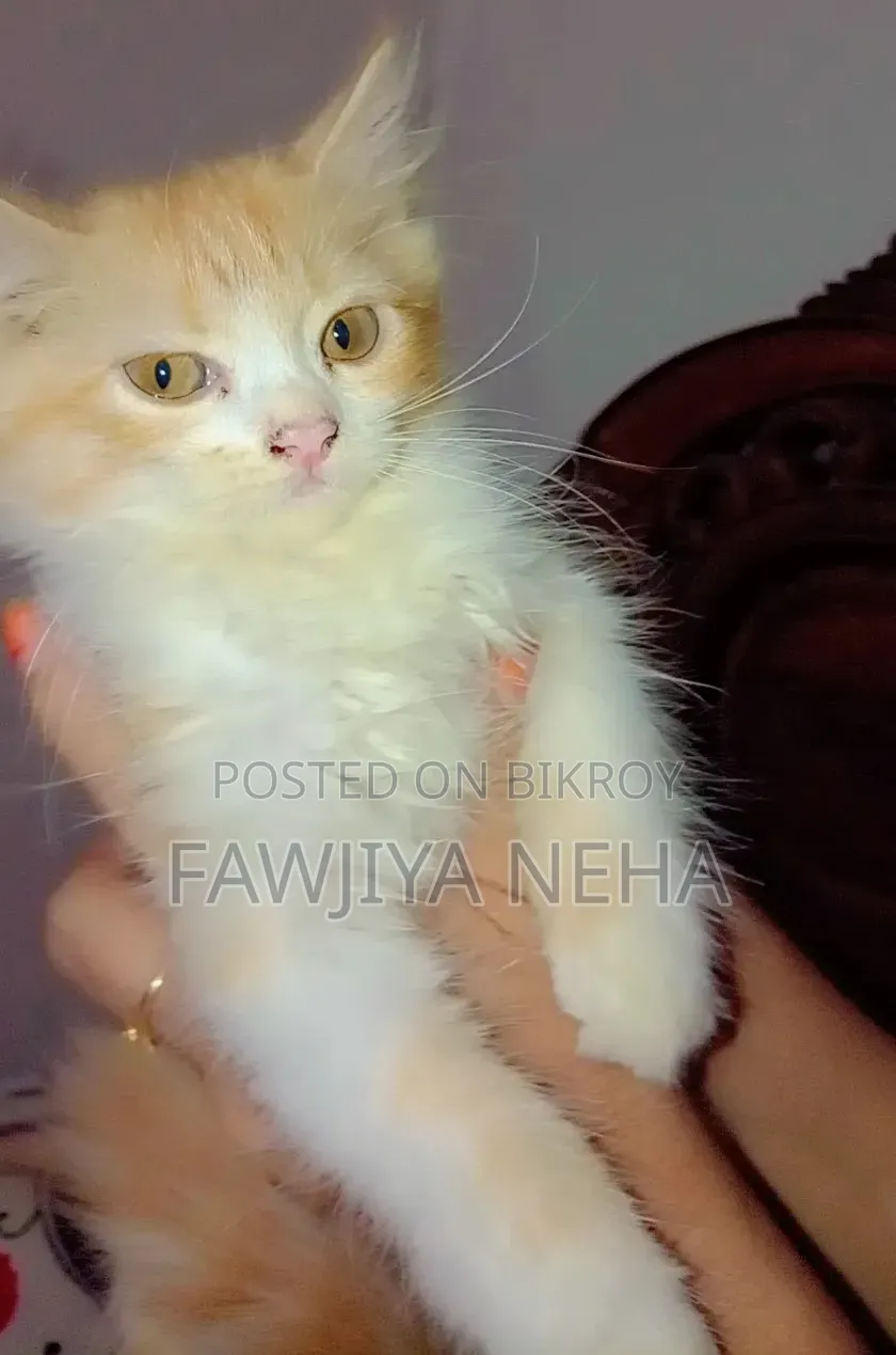 3-6 months Female Purebred Persian