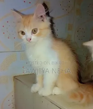 3-6 months Female Purebred Persian