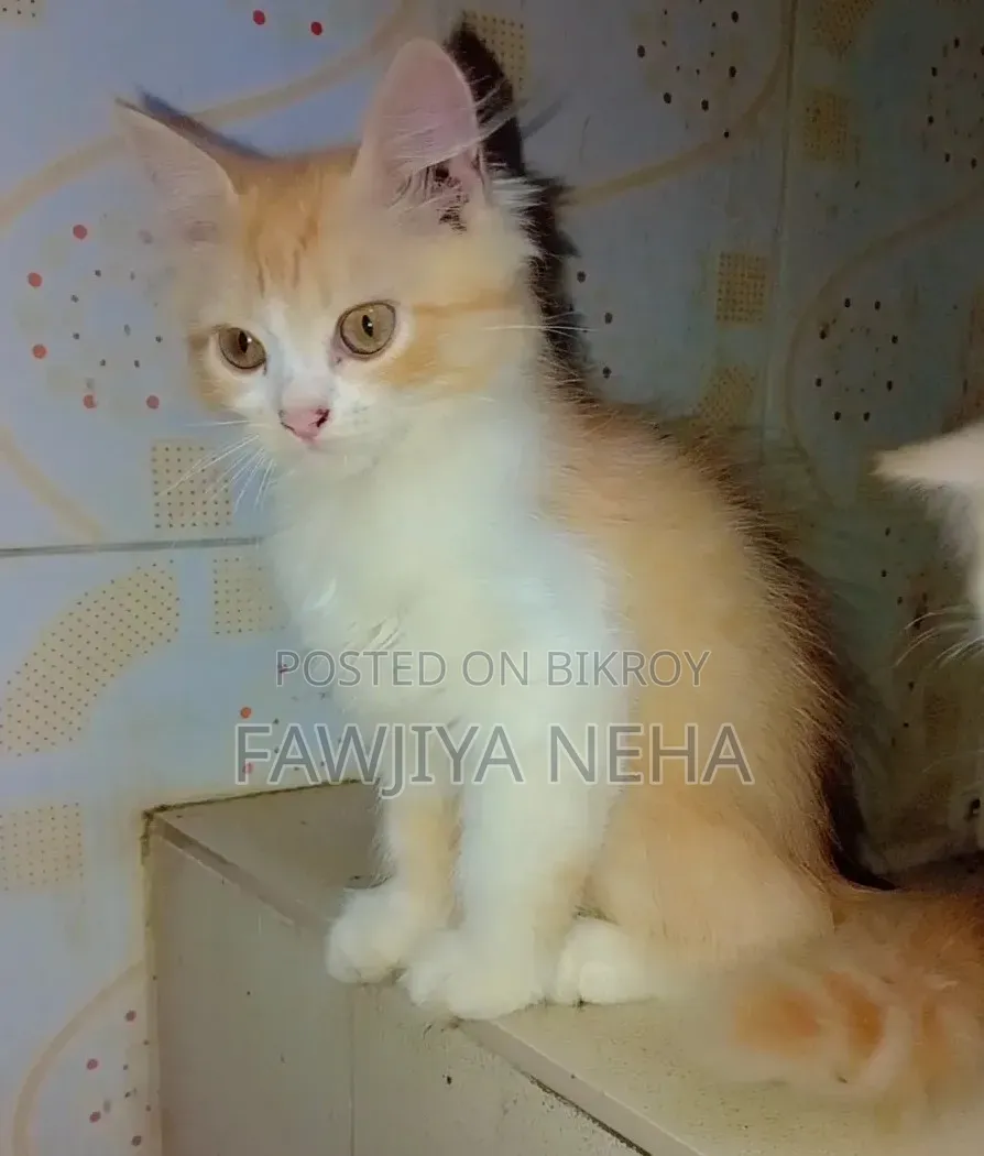 3-6 months Female Purebred Persian
