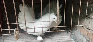 কবুতর এক জোড়া